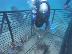 Tingkatkan Konservasi Spesies Endemik Melalui Program Banggai Cardinal Fish (BCF) Garden