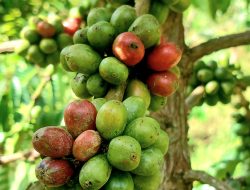 Kisah Petani Sawahlunto bersama Bukit Asam